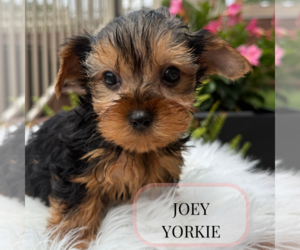 Yorkshire Terrier Puppy for Sale in ELMHURST, Illinois USA
