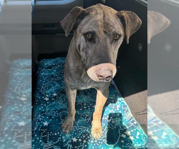Medium Photo #1 American Pit Bull Terrier-Labrador Retriever Mix Puppy For Sale in Orange, CA, USA