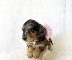 Small #8 Dachshund