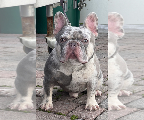 Medium Photo #9 French Bulldog Puppy For Sale in LEHIGH ACRES, FL, USA