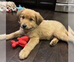 Small #1 Golden Retriever Mix
