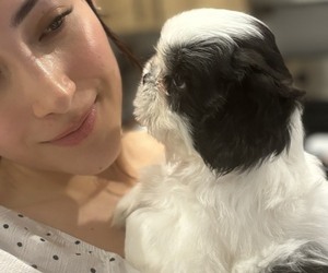 Shih Tzu Puppy for sale in ORLANDO, FL, USA