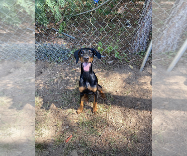 Medium Photo #1 Doberman Pinscher Puppy For Sale in KELLYTON, AL, USA