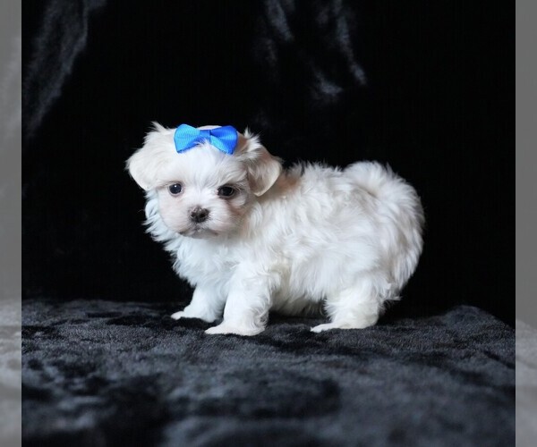 Medium Photo #8 Maltese Puppy For Sale in ROCK VALLEY, IA, USA