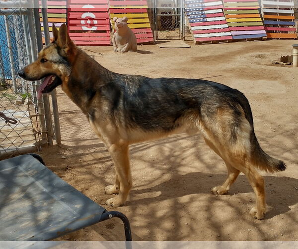 Medium Photo #2 German Shepherd Dog Puppy For Sale in Apple Valley, CA, USA