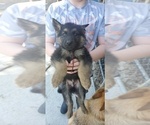 Small Photo #1 German Shepherd Dog Puppy For Sale in ELBERTON, GA, USA