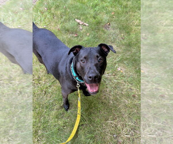 Medium Photo #49 American Staffordshire Terrier-Labrador Retriever Mix Puppy For Sale in Brewster, NY, USA