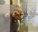 Small Photo #3 Labrador Retriever-Unknown Mix Puppy For Sale in Kimberton, PA, USA