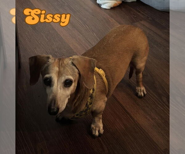 Medium Photo #2 Dachshund Puppy For Sale in San Antonio, TX, USA