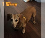 Small #1 Dachshund