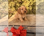 Small #4 Dachshund