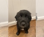 Puppy 1 Great Pyrenees-Labradoodle Mix