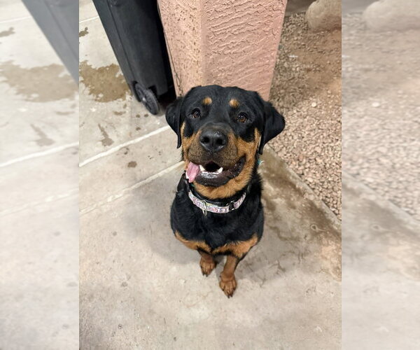 Medium Photo #3 Rottweiler Puppy For Sale in Gilbert, AZ, USA