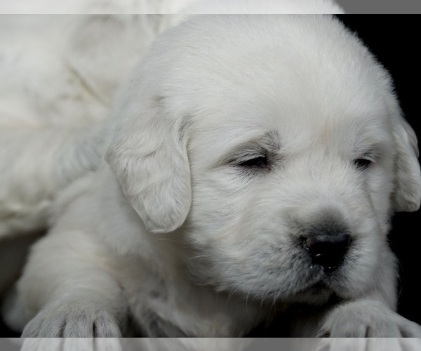 Medium Photo #1 English Cream Golden Retriever Puppy For Sale in FOWLERVILLE, MI, USA