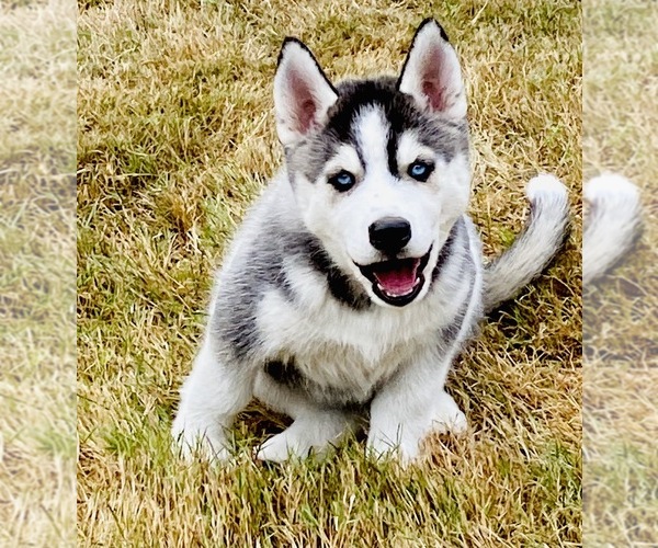 Medium Photo #6 Siberian Husky Puppy For Sale in MONROE, WA, USA