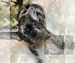 Small Photo #21 French Bulldog Puppy For Sale in BUCKS BAR, CA, USA