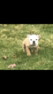 Small Photo #10 English Bulldog Puppy For Sale in STOUGHTON, MA, USA