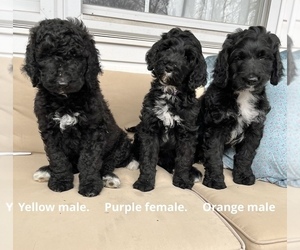Bernedoodle Puppy for sale in BEDFORD, IN, USA
