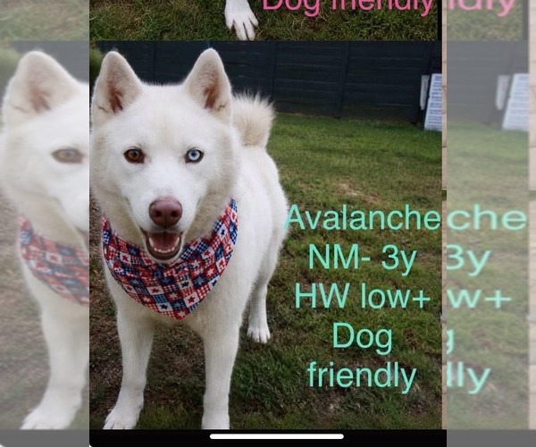 Medium Photo #1 Siberian Husky-Unknown Mix Puppy For Sale in Woodbury, NY, USA