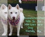 Small Siberian Husky Mix