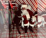Small Photo #13 Great Dane Puppy For Sale in Foristell, MO, USA