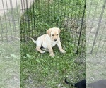 Small #2 Labrador Retriever