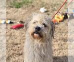 Small Mutt