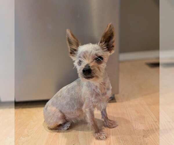 Medium Photo #4 Mutt Puppy For Sale in Vail, AZ, USA