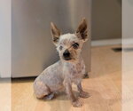Small #3 Mutt