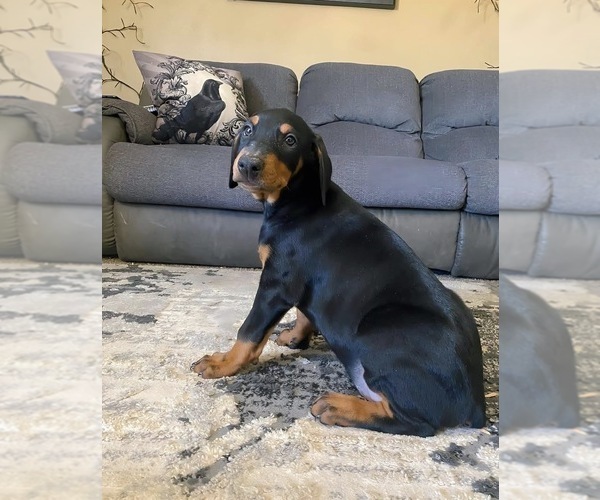 Medium Photo #17 Doberman Pinscher Puppy For Sale in YUCCA VALLEY, CA, USA