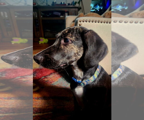 Medium Photo #3 Mutt Puppy For Sale in Farmington, MN, USA