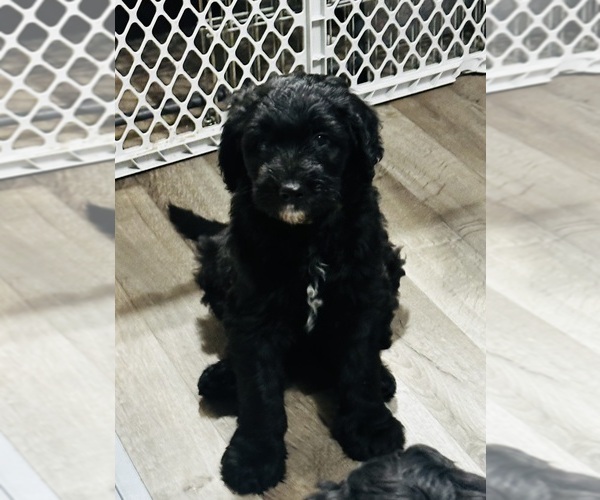 Medium Photo #31 Sheepadoodle Puppy For Sale in BUFFALO, MN, USA