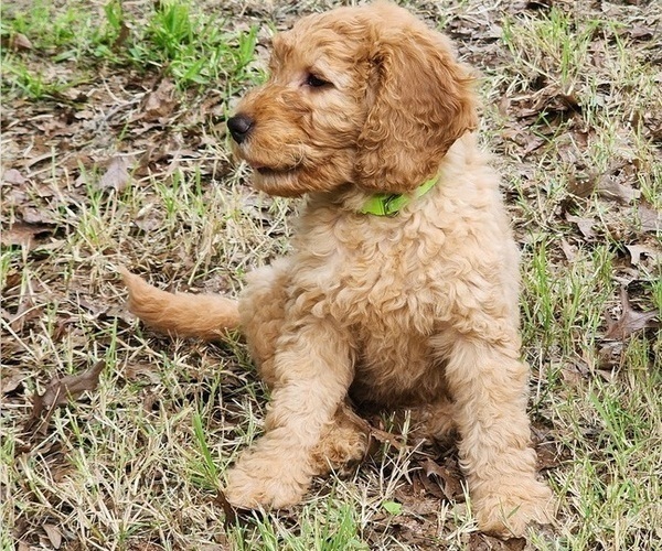 Medium Photo #7 Goldendoodle Puppy For Sale in WACO, TX, USA