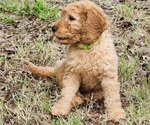 Small #6 Goldendoodle