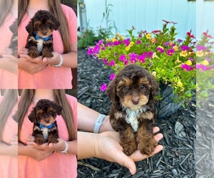 Maltipoo Puppy for sale in BELDING, MI, USA