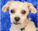 Small #1 Shih-Poo
