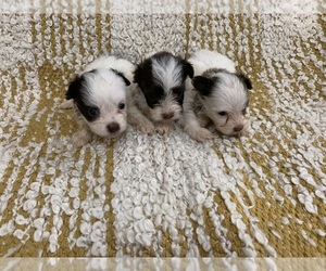 Havanese Puppy for sale in MORGANTON, NC, USA