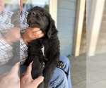 Small #2 Newfoundland