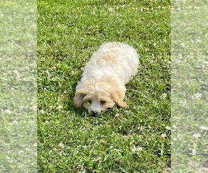 Cavachon Puppy for sale in MOUNT PLEASANT, MI, USA