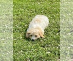 Image preview for Ad Listing. Nickname: Buckley