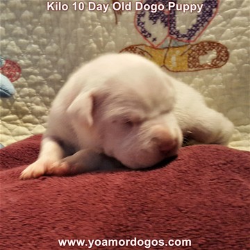 Medium Photo #163 Dogo Argentino Puppy For Sale in JANE, MO, USA