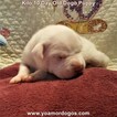 Small #162 Dogo Argentino