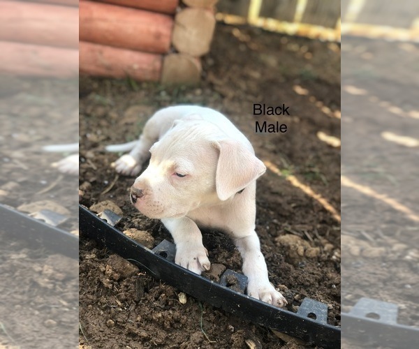 Medium Photo #17 Dogo Argentino Puppy For Sale in BEAUMONT, CA, USA
