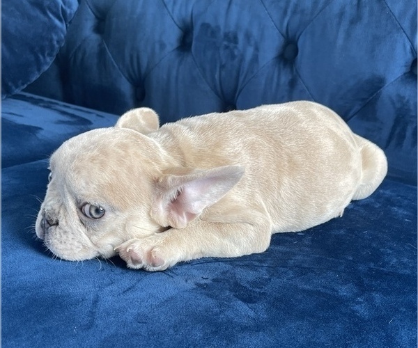 Medium Photo #1 French Bulldog Puppy For Sale in CINCINNATI, OH, USA
