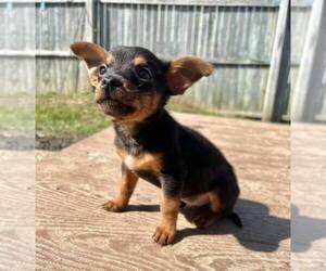 Chipin Puppy for sale in FISHERS, IN, USA