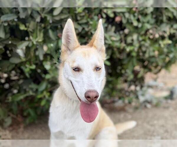 Medium Photo #1 Gerberian Shepsky Puppy For Sale in Martinez, CA, USA