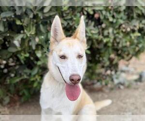 Gerberian Shepsky Dogs for adoption in Martinez, CA, USA