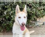 Small Gerberian Shepsky