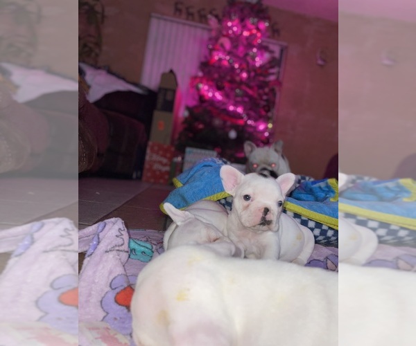 Medium Photo #17 French Bulldog Puppy For Sale in ARLETA, CA, USA