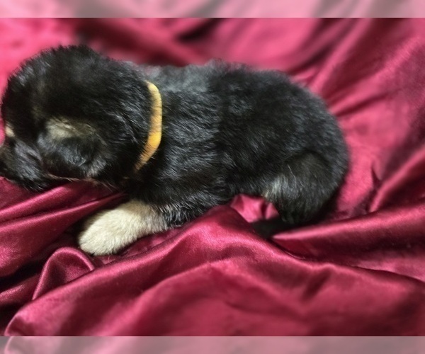 Medium Photo #5 German Shepherd Dog Puppy For Sale in APACHE JUNCTION, AZ, USA